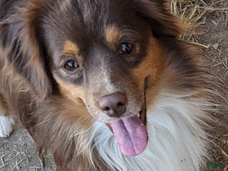 Toy Australian Shepherd dogs DUNDEE - Ad 9