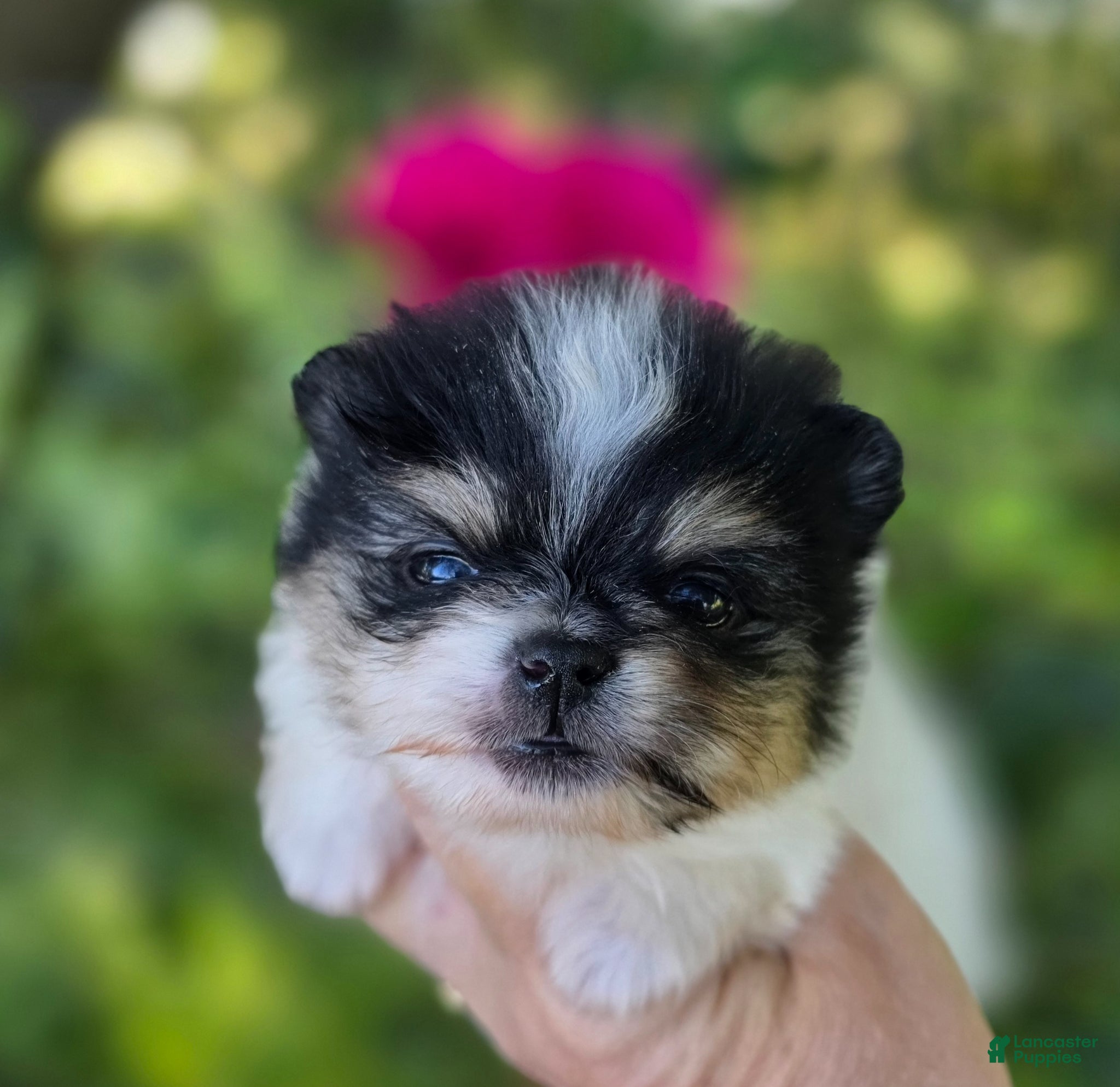 Pomeranian dogs Rumor  - Ad 1