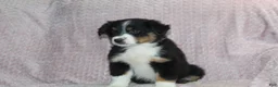 Australian Shepherd dogs for sale: Peyton  - Ad 4