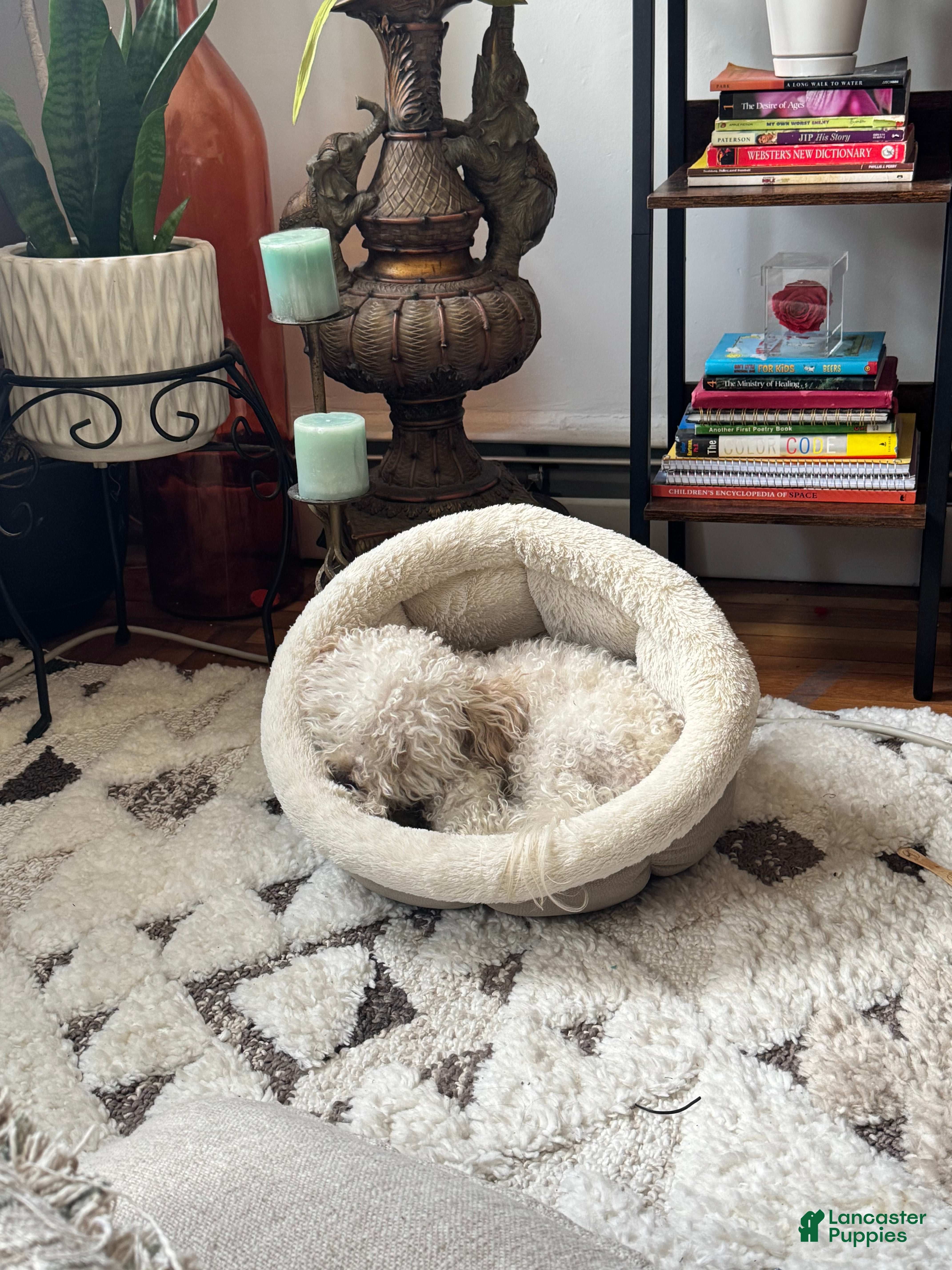 Mixed Breed dogs Mixed Breed Puppy 1 - Ad 37