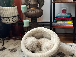 Mixed Breed dogs Mixed Breed Puppy 1 - Ad 37