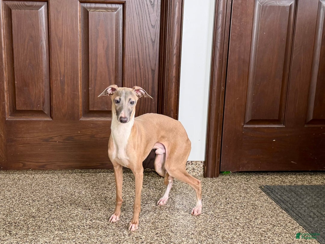 Italian Greyhound dogs for sale: Kenny - Ad 4