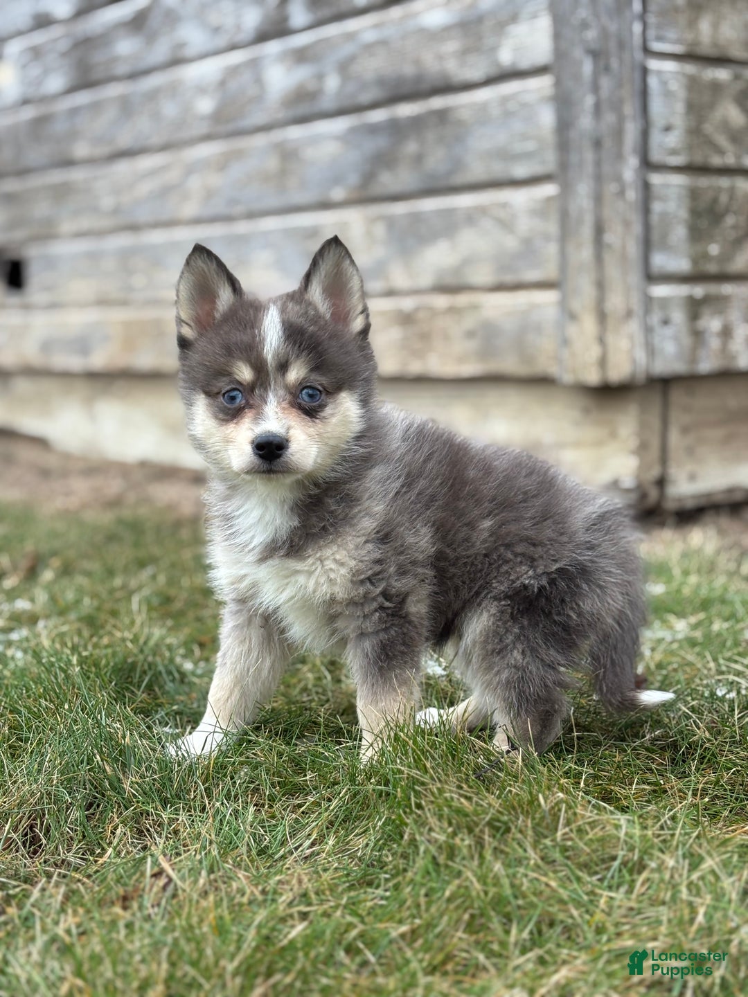 Pomsky dogs for sale: Theo - Ad 2