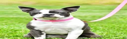 Boston Terrier dogs for sale: Sophie - Ad 4