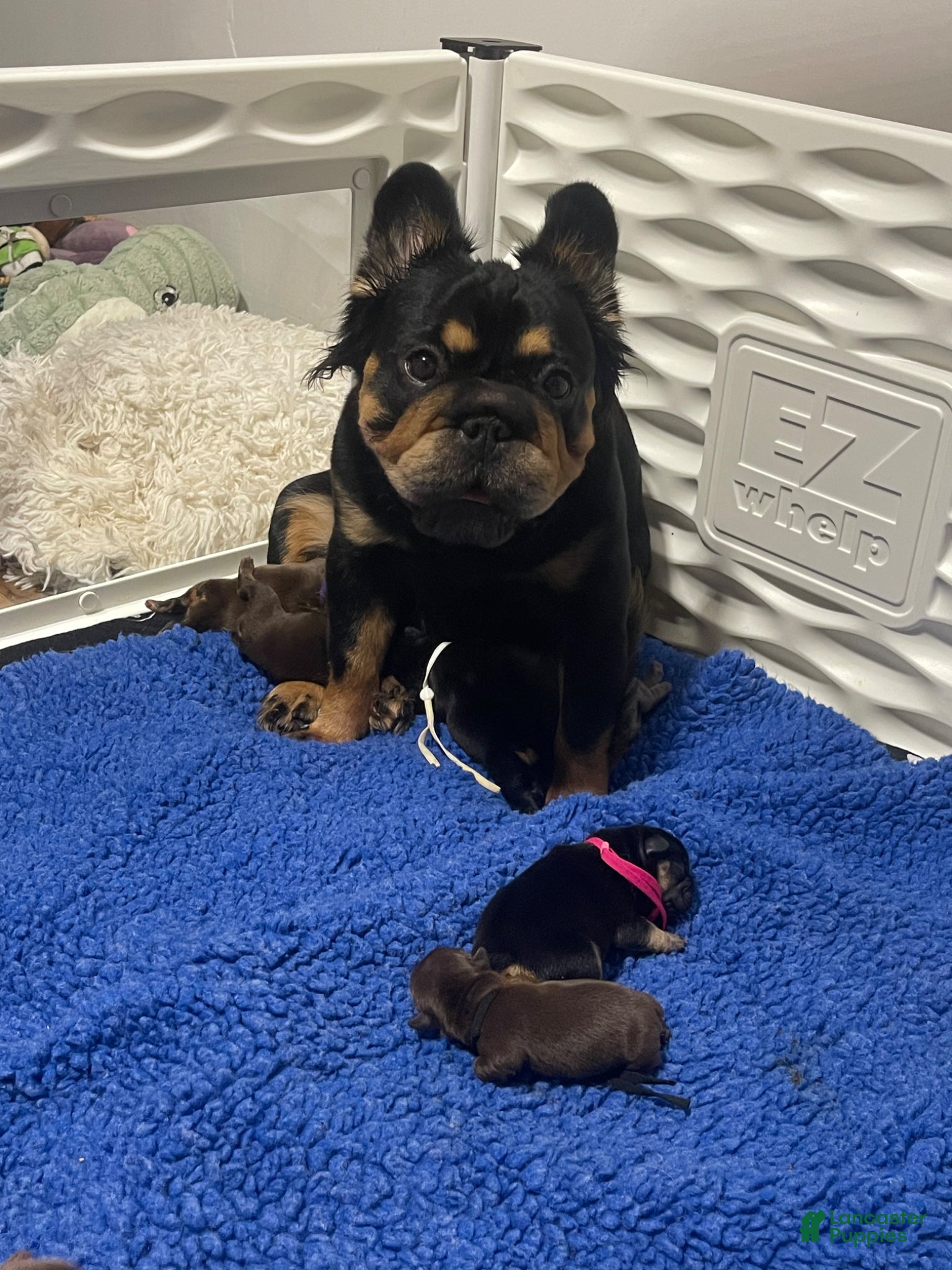French Bulldog dogs Magic - Ad 2