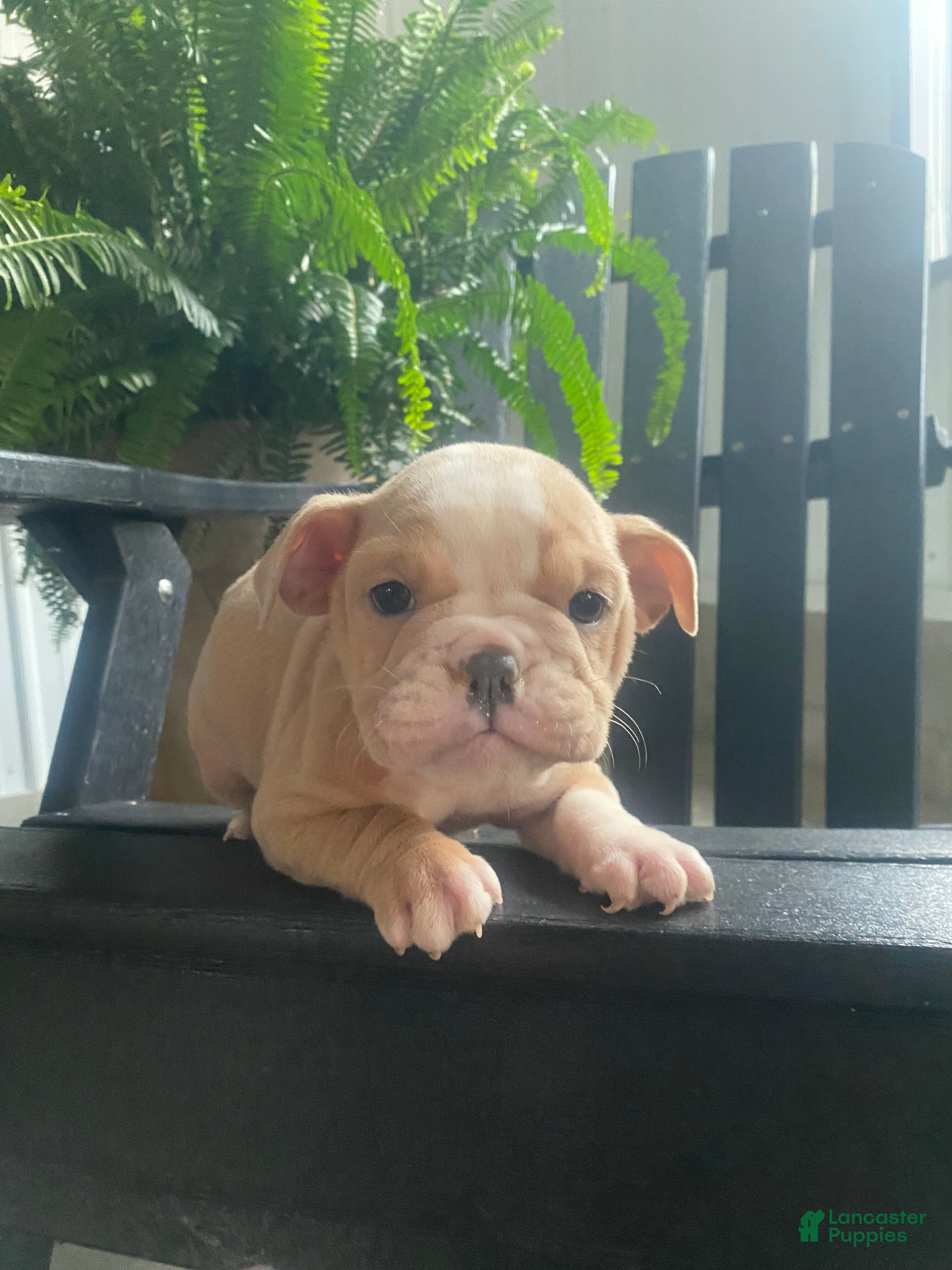 Mixed Breed dogs Tiny - Ad 32