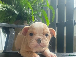 Mixed Breed dogs Tiny - Ad 14