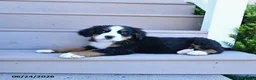 Bernese Mountain Dog dogs for sale: Duke - Ad 4