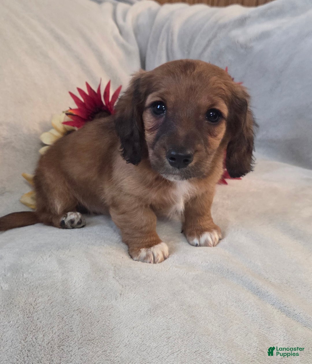 Miniature Dachshund dogs for sale: Mocha - Ad 3
