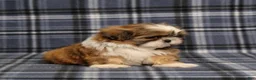 Shih Tzu dogs for sale: Becka - Ad 6