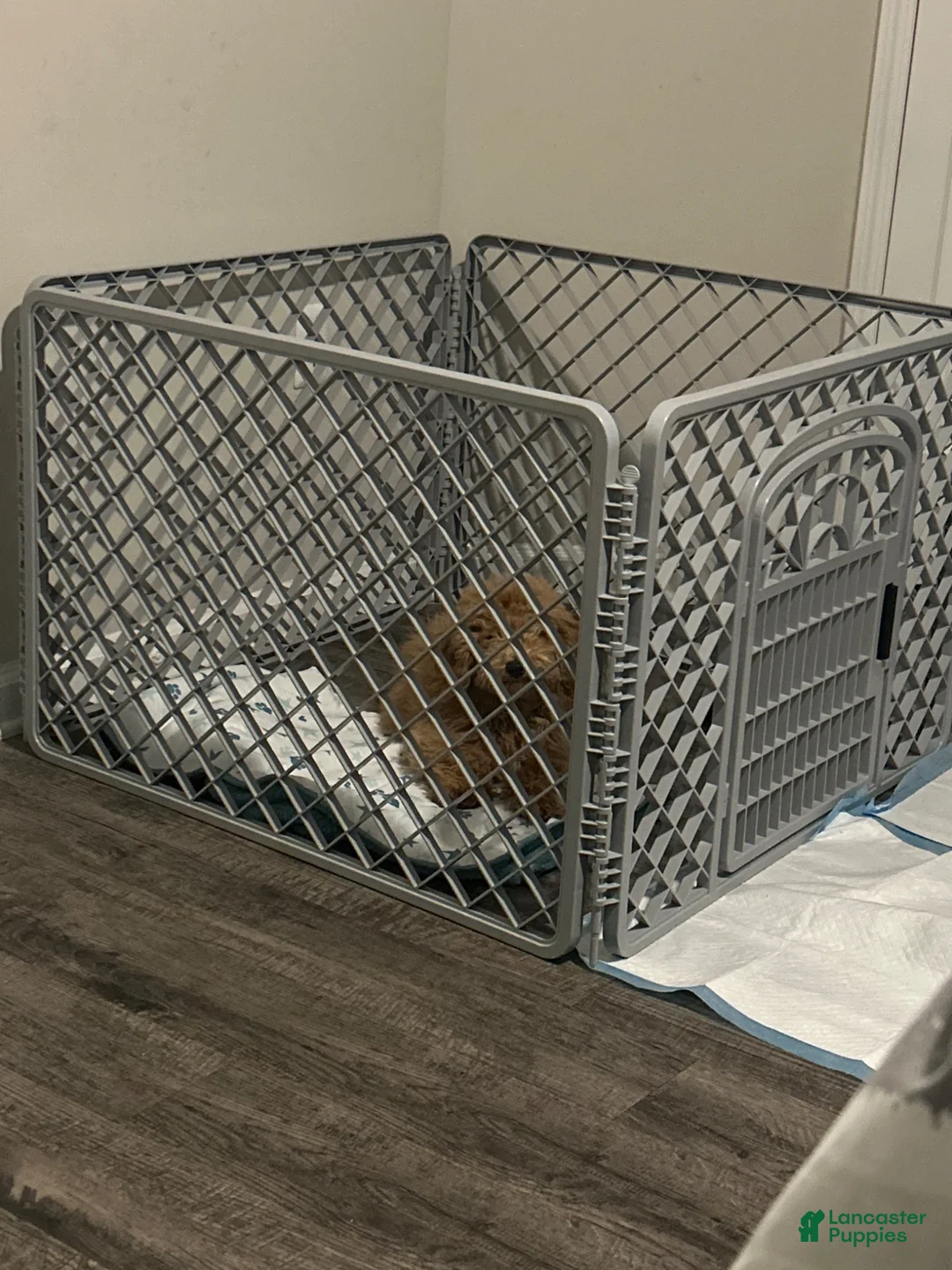 Goldendoodle dogs for sale: CO CO - Ad 2