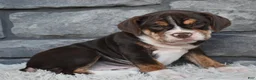Beabull dogs for sale: Trixie  - Ad 4