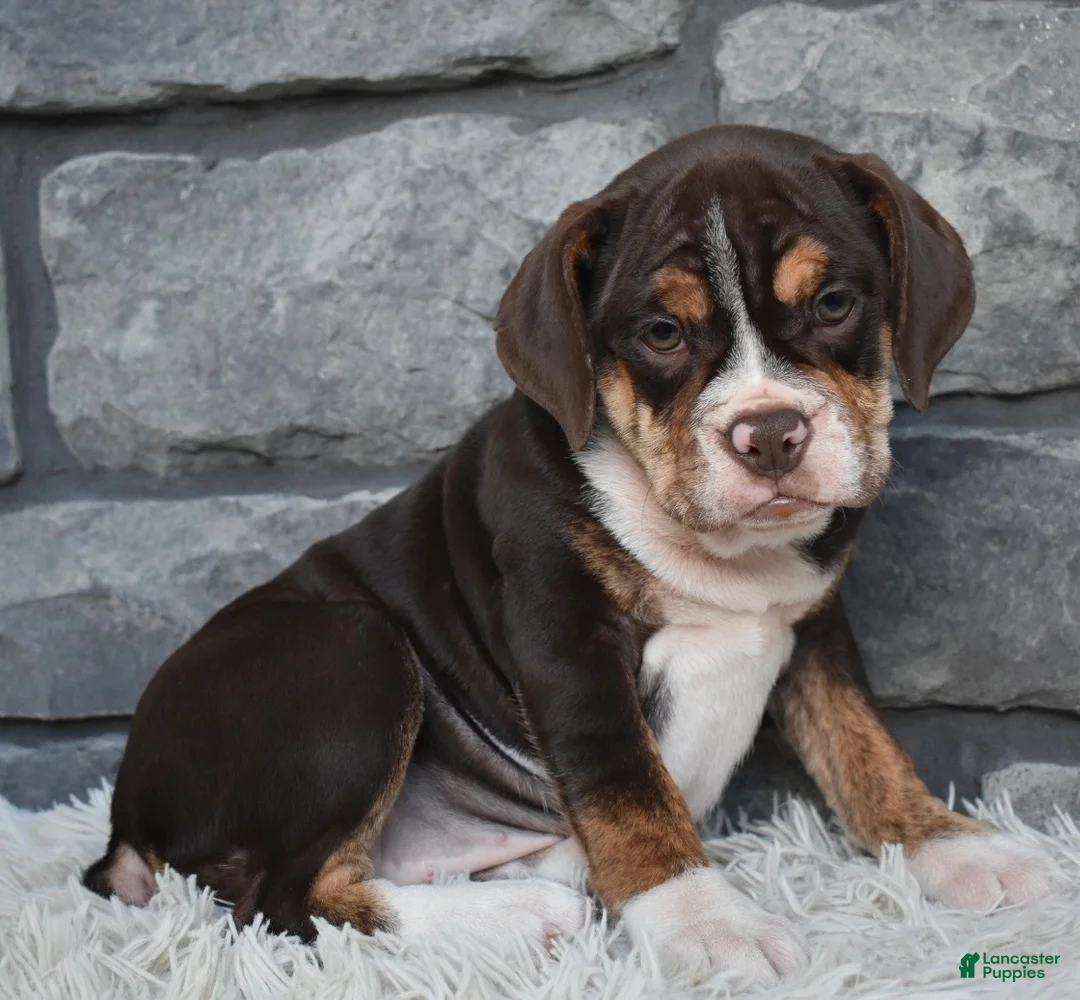 Beabull dogs for sale: Trixie  - Ad 4