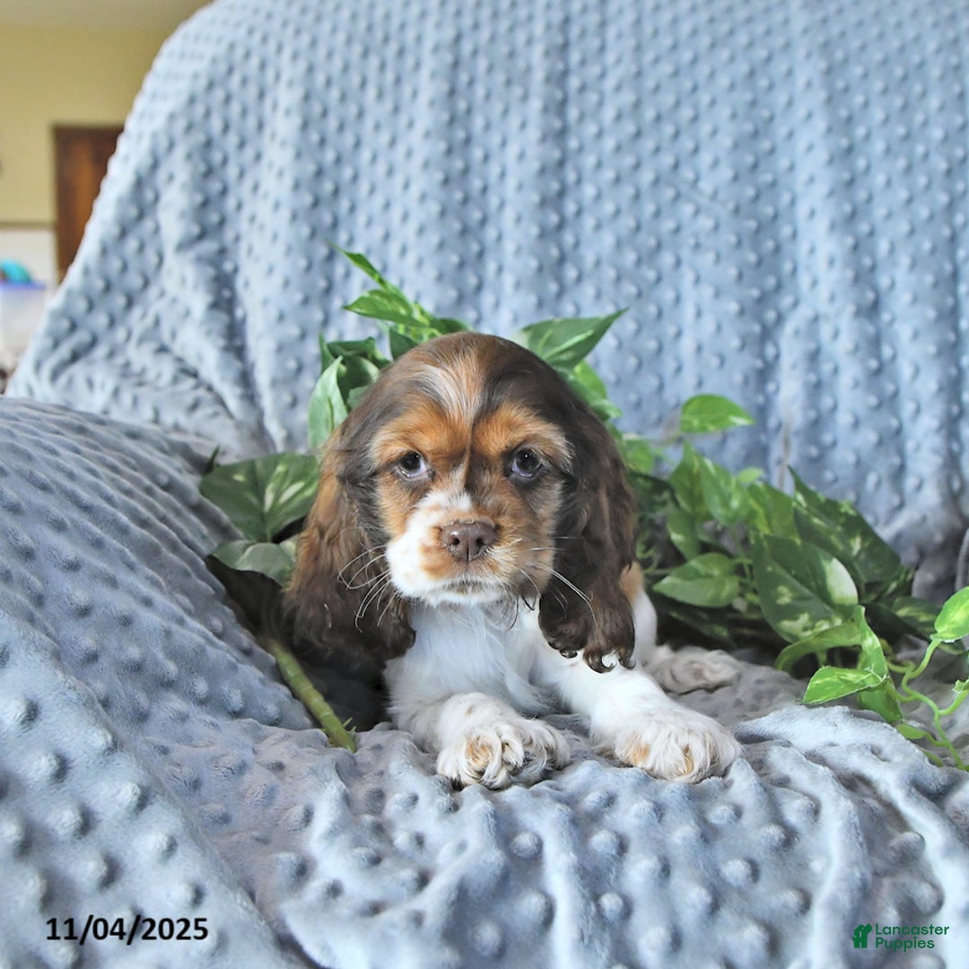 Cocker Spaniel dogs for sale: Max - Ad 2