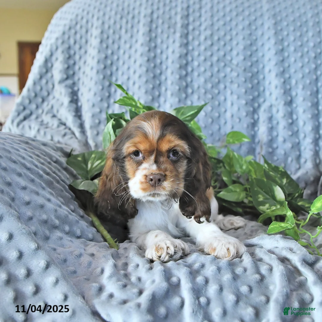 Cocker Spaniel dogs for sale: Max - Ad 7