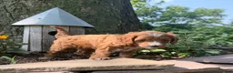 Cavapoo dogs for sale: Conner - Ad 3