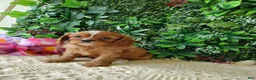 Cavalier King Charles Spaniel dogs for sale: Callie - Ad 2
