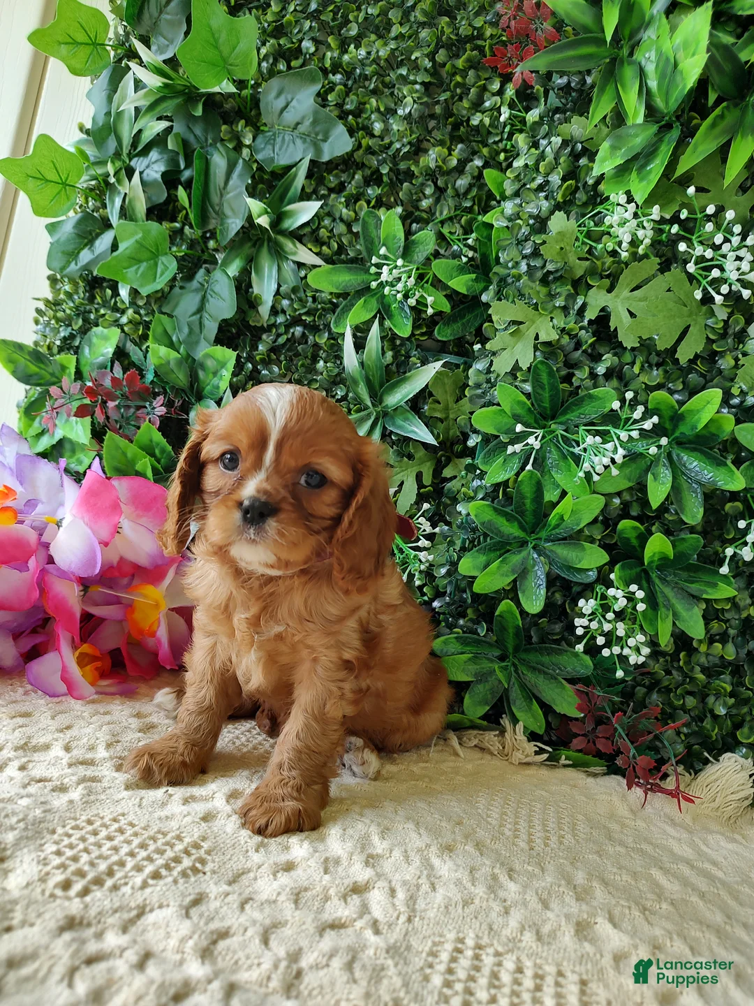 Cavalier King Charles Spaniel dogs for sale: Callie - Ad 2