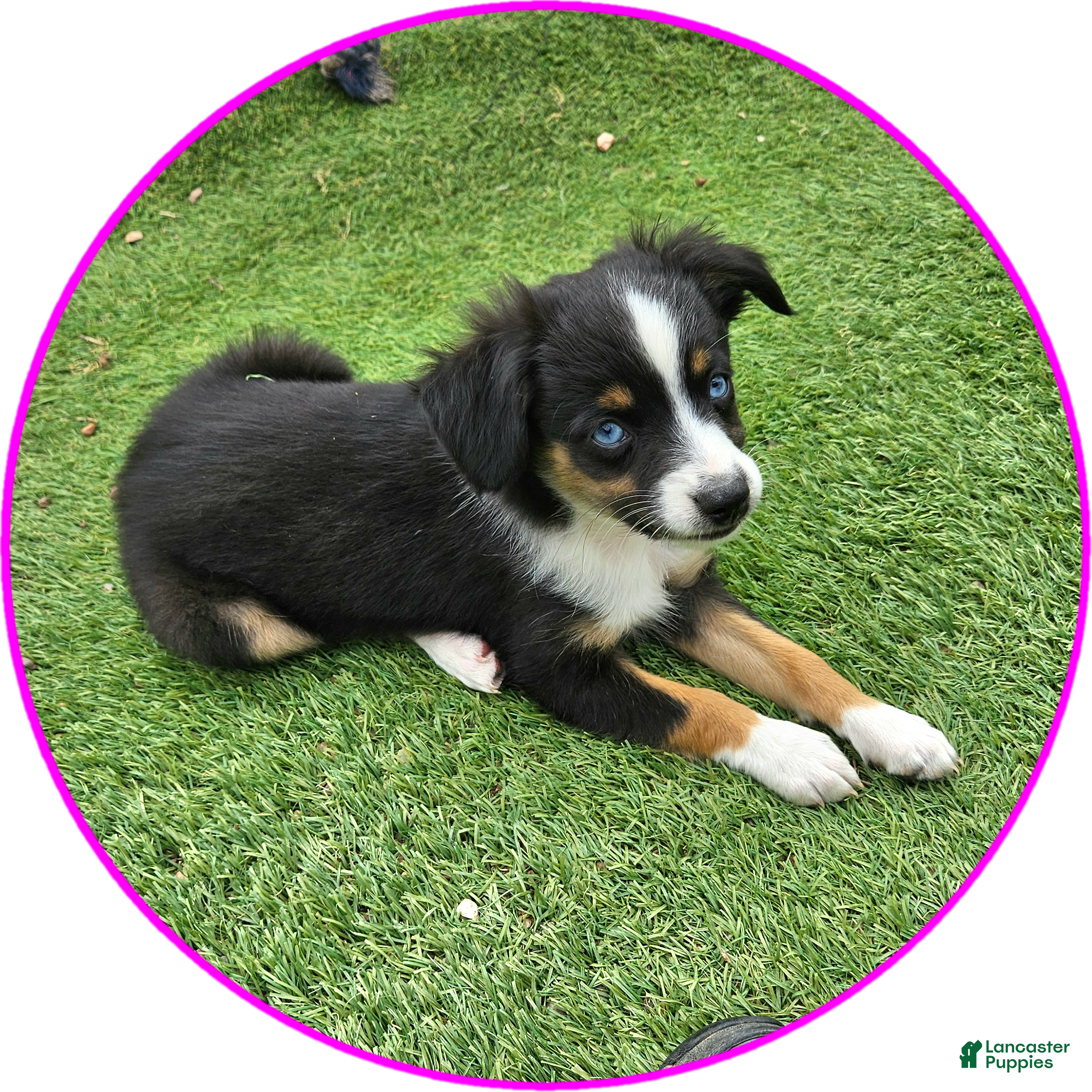 Australian Shepherd dogs Roxie - Ad 1