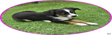 Roxie