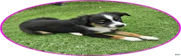 Australian Shepherd dogs for sale: Roxie - Ad 1