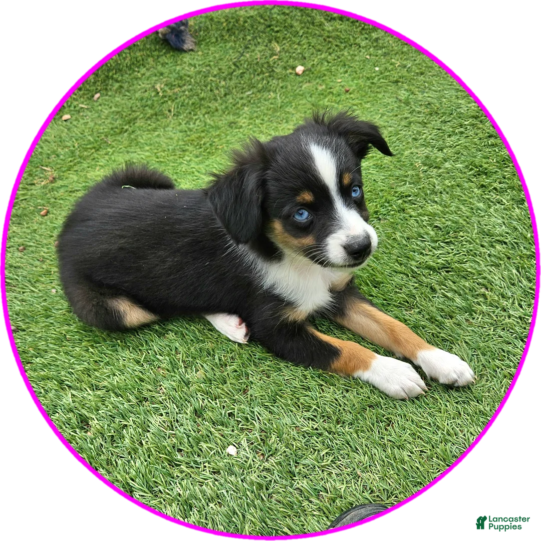 Australian Shepherd dogs for sale: Roxie - Ad 1