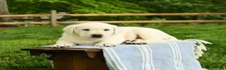 Labrador Retriever dogs for sale: Shamrock - Ad 2