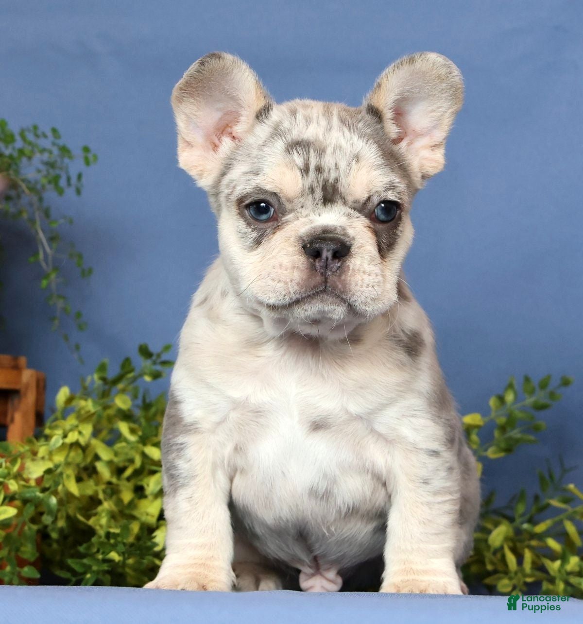French Bulldog dogs Mojo - Ad 1