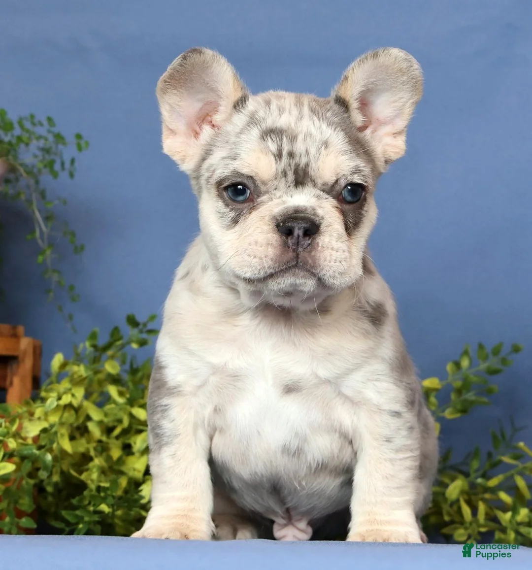 French Bulldog dogs for sale: Mojo - Ad 1