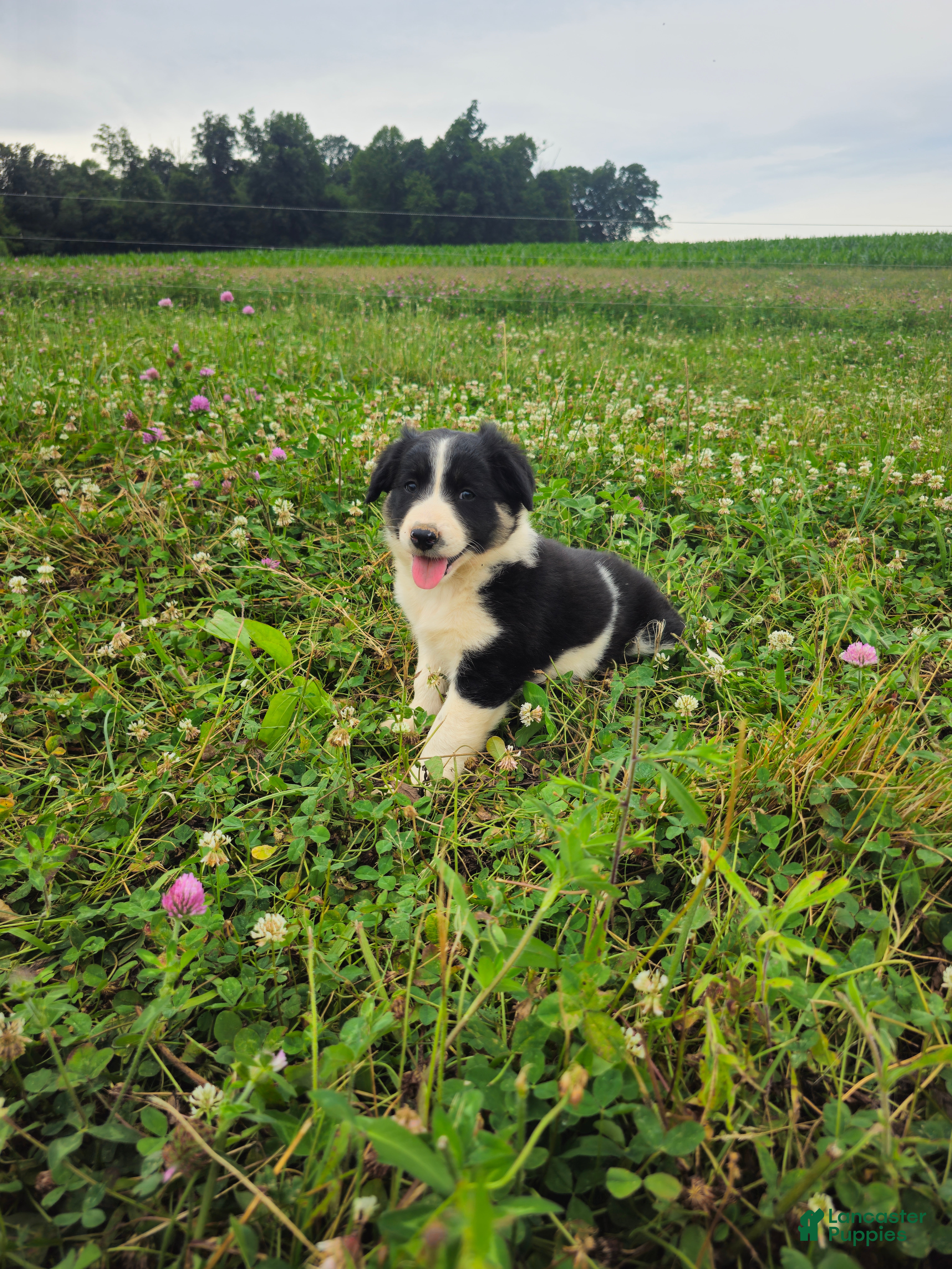 Border Collie dogs Jake - Ad 1