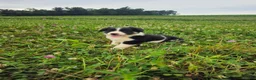 Border Collie dogs for sale: Jake - Ad 1