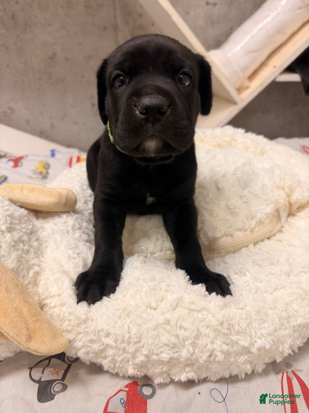 Cane Corso dogs for sale: Cane Corso Puppy 4 - Ad 7