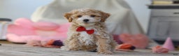Miniature Poodle dogs for sale: Teddy - Ad 3