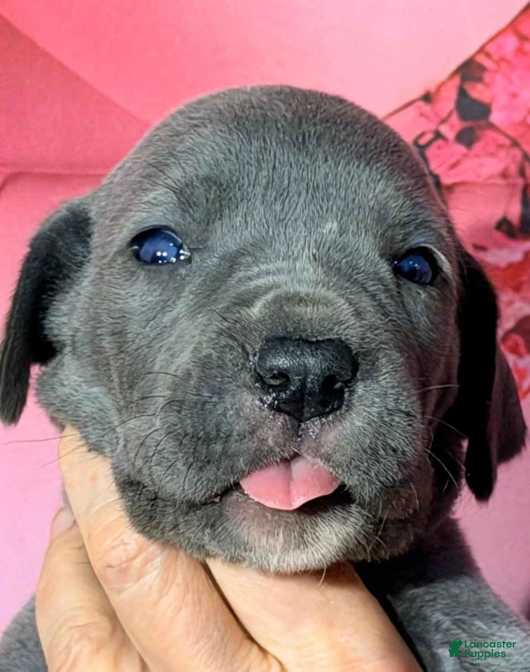 Great Dane dogs for sale: Frida - Blue - Ad 1