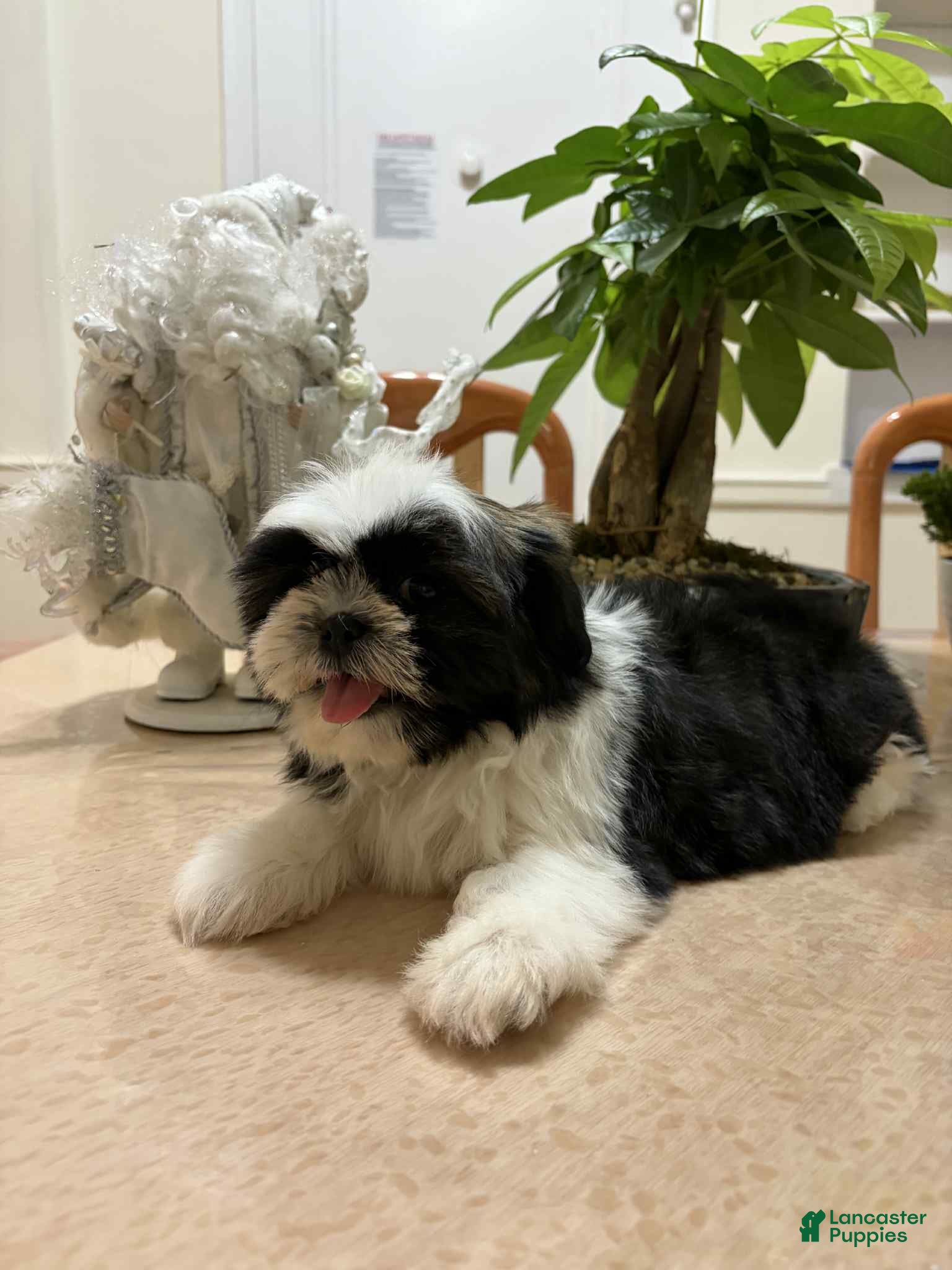 Shih Tzu dogs Jen - Ad 27