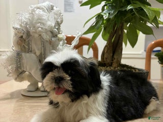 Shih Tzu dogs Jen - Ad 27