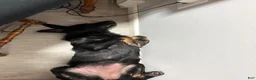 German Shepherd dogs for sale: Kilo - Ad 5
