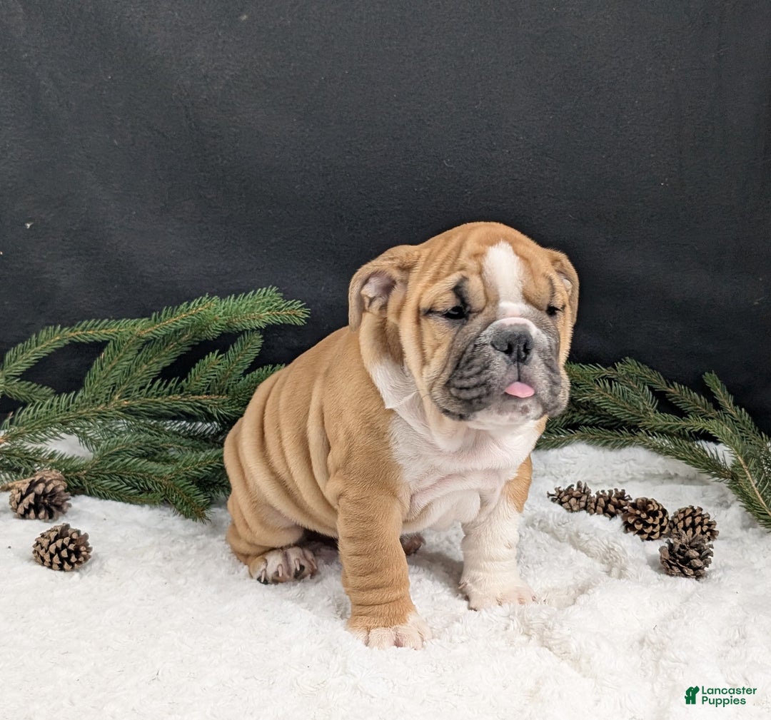 English Bulldog dogs for sale: Holly  - Ad 15