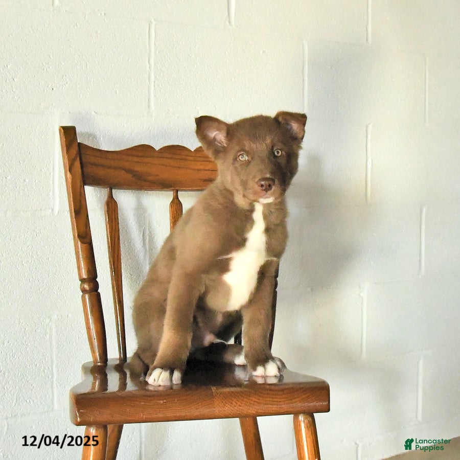 Mixed Breed dogs Oliver - Ad 12