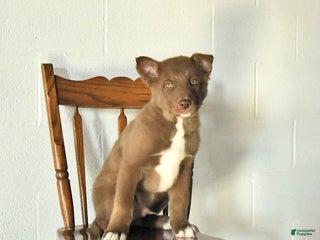 Mixed Breed dogs Oliver - Ad 9