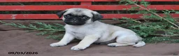 Pug dogs for sale: Tango - Ad 3