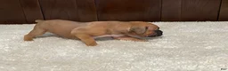 Boxer dogs for sale: Rocky - Ad 10