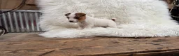 Jack Russell Terrier dogs for sale: Rea Puppy 4 - Ad 5