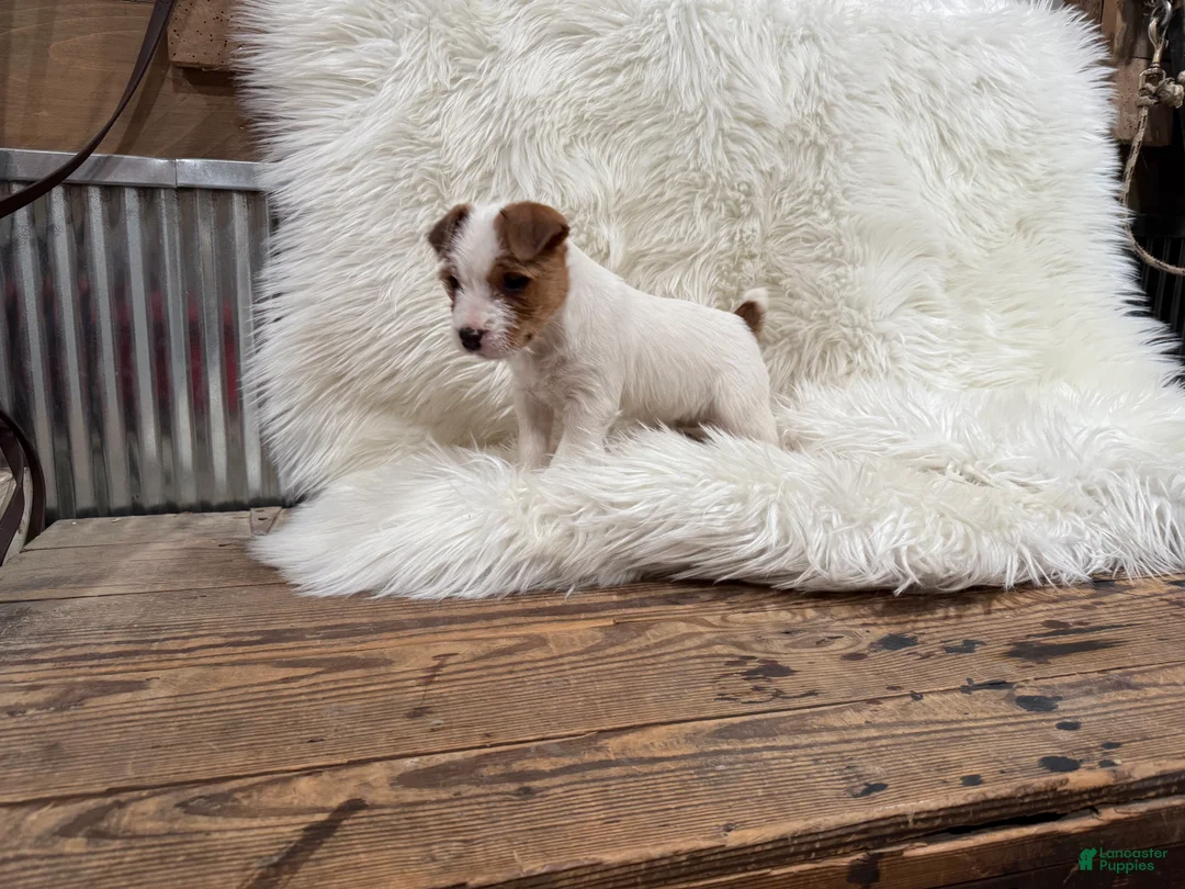 Jack Russell Terrier dogs for sale: Rea Puppy 4 - Ad 5