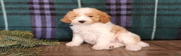 Mini Goldendoodle dogs for sale: Oma - Ad 13