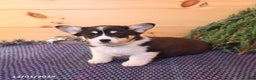 Welsh Corgi Pembroke dogs for sale: Scamp  - Ad 4