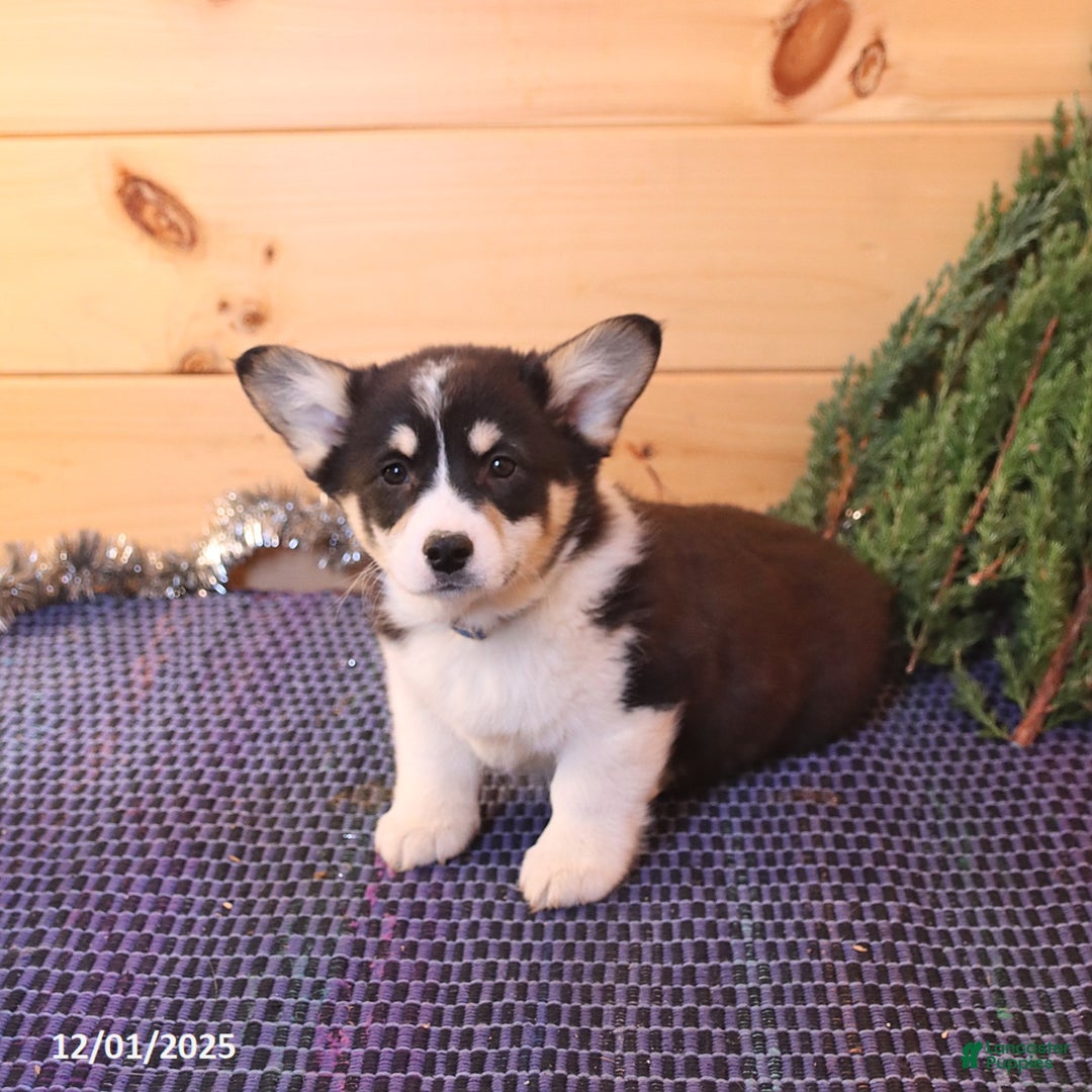 Welsh Corgi Pembroke dogs for sale: Scamp  - Ad 4