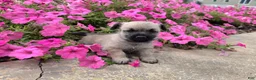 Cairn Terrier dogs for sale: Julie - Ad 9