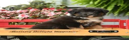 Australian Shepherd dogs for sale: Sage - Ad 4