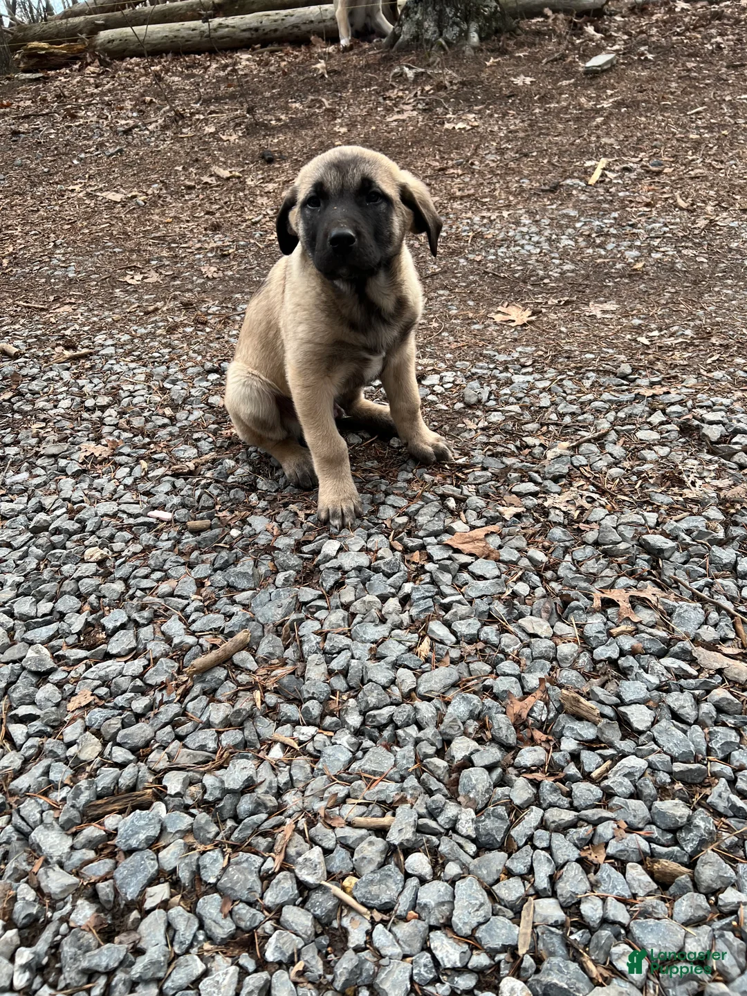 Anatolian Shepherd dogs for sale: Beorn - Ad 1